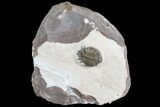 Basseiarges Trilobite - Jorf, Morocco #105352-1